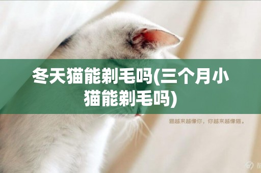 冬天貓能剃毛嗎(三個月小貓能剃毛嗎)