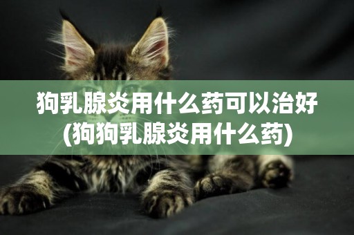 狗乳腺炎用什么藥可以治好(狗狗乳腺炎用什么藥)