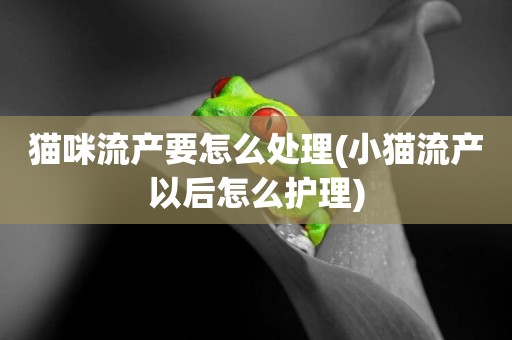 貓咪流產要怎么處理(小貓流產以后怎么護理)