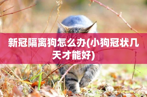 新冠隔離狗怎么辦(小狗冠狀幾天才能好)