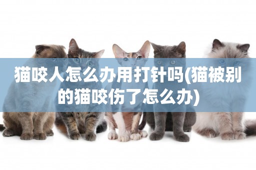 貓咬人怎么辦用打針嗎(貓被別的貓咬傷了怎么辦)