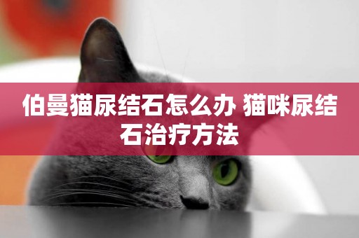 伯曼貓尿結石怎么辦 貓咪尿結石治療方法