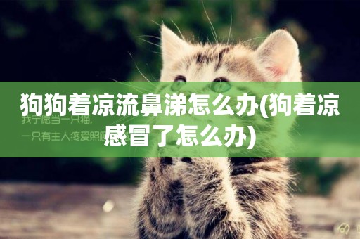 狗狗著涼流鼻涕怎么辦(狗著涼感冒了怎么辦)