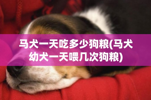 馬犬一天吃多少狗糧(馬犬幼犬一天喂幾次狗糧)