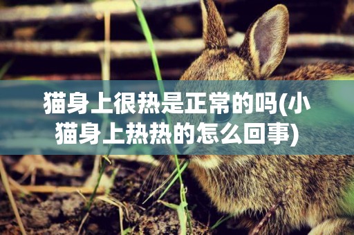 貓身上很熱是正常的嗎(小貓身上熱熱的怎么回事)