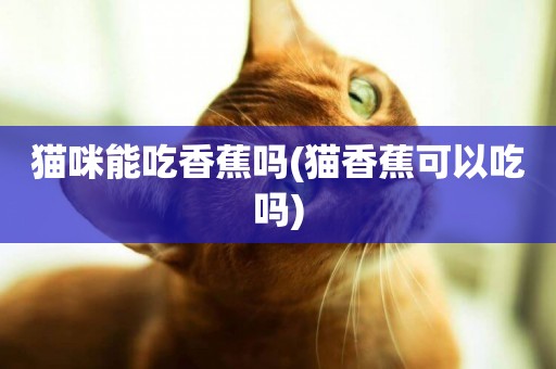 貓咪能吃香蕉嗎(貓香蕉可以吃嗎)