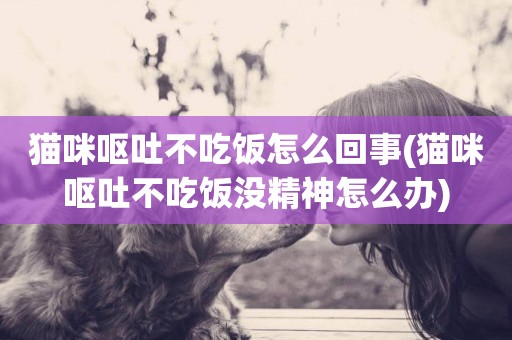 貓咪嘔吐不吃飯怎么回事(貓咪嘔吐不吃飯沒精神怎么辦)