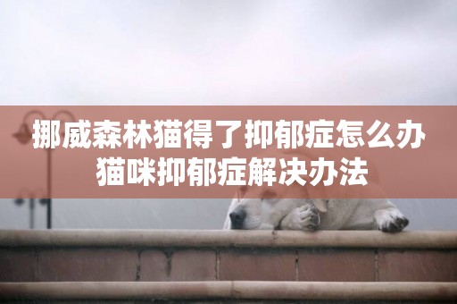 挪威森林貓得了抑郁癥怎么辦 貓咪抑郁癥解決辦法