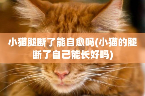 小貓腿斷了能自愈嗎(小貓的腿斷了自己能長好嗎)