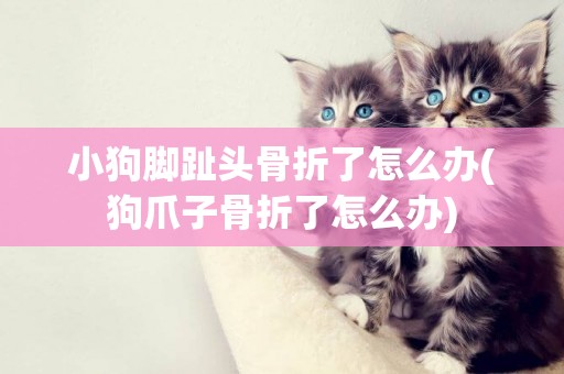 小狗腳趾頭骨折了怎么辦(狗爪子骨折了怎么辦)