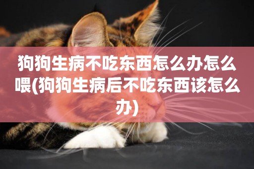 狗狗生病不吃東西怎么辦怎么喂(狗狗生病后不吃東西該怎么辦)