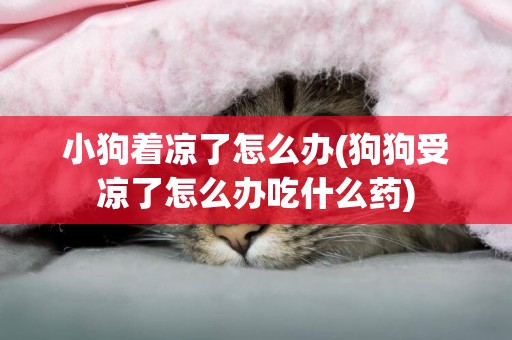 小狗著涼了怎么辦(狗狗受涼了怎么辦吃什么藥)