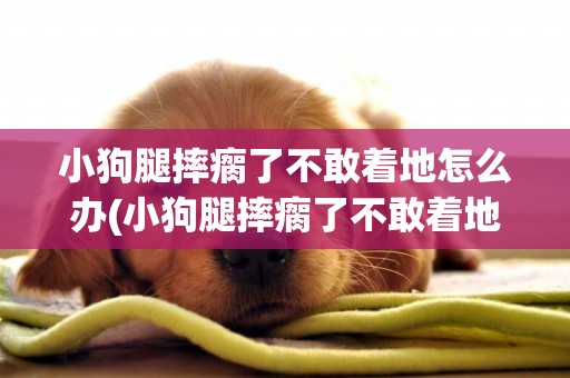 小狗腿摔瘸了不敢著地怎么辦(小狗腿摔瘸了不敢著地是不是骨折了)
