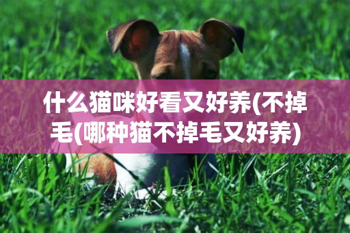 什么貓咪好看又好養(不掉毛(哪種貓不掉毛又好養)