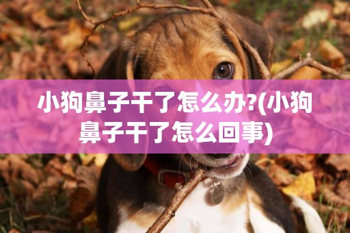 小狗鼻子干了怎么辦?(小狗鼻子干了怎么回事)