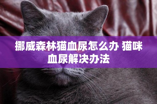 挪威森林貓血尿怎么辦 貓咪血尿解決辦法