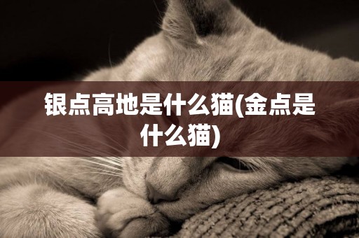銀點高地是什么貓(金點是什么貓)