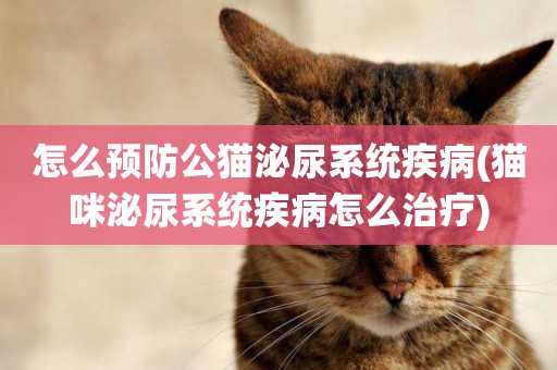 怎么預防公貓泌尿系統疾病(貓咪泌尿系統疾病怎么治療)