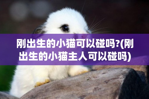 剛出生的小貓可以碰嗎?(剛出生的小貓主人可以碰嗎)