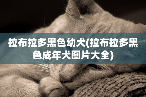 拉布拉多黑色幼犬(拉布拉多黑色成年犬圖片大全)