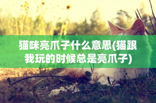 貓咪亮爪子什么意思(貓跟我玩的時候總是亮爪子)