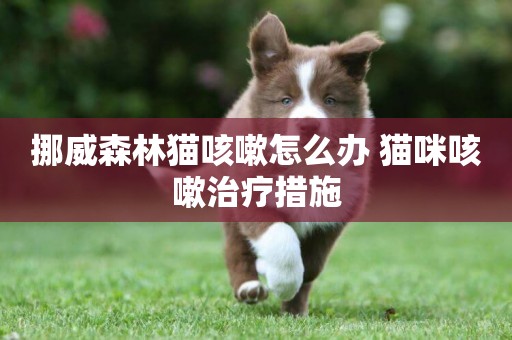 挪威森林貓咳嗽怎么辦 貓咪咳嗽治療措施