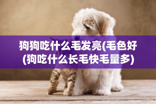 狗狗吃什么毛發亮(毛色好(狗吃什么長毛快毛量多)