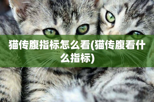 貓傳腹指標怎么看(貓傳腹看什么指標)