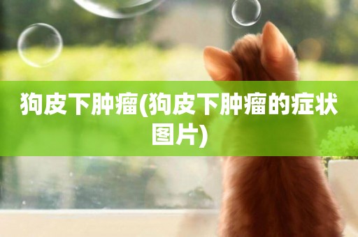 狗皮下腫瘤(狗皮下腫瘤的癥狀圖片)