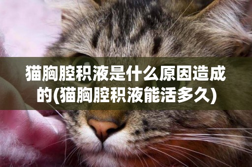 貓胸腔積液是什么原因造成的(貓胸腔積液能活多久)
