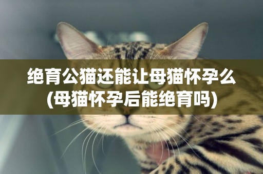 絕育公貓還能讓母貓懷孕么(母貓懷孕后能絕育嗎)