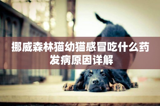 挪威森林貓幼貓感冒吃什么藥 發病原因詳解