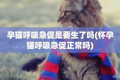 孕貓呼吸急促是要生了嗎(懷孕貓呼吸急促正常嗎)