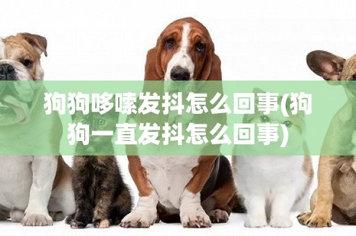 狗狗哆嗦發抖怎么回事(狗狗一直發抖怎么回事)