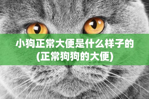小狗正常大便是什么樣子的(正常狗狗的大便)