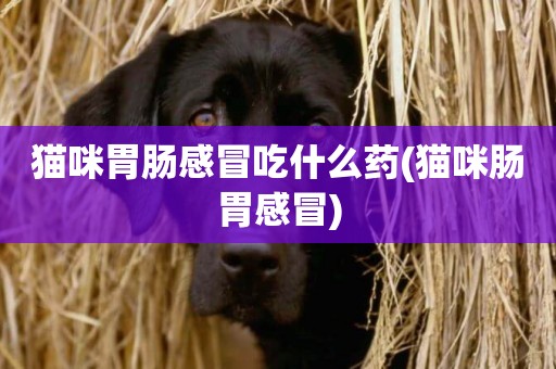 貓咪胃腸感冒吃什么藥(貓咪腸胃感冒)