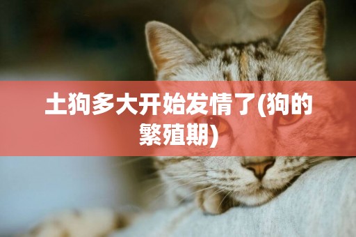 土狗多大開始發情了(狗的繁殖期)
