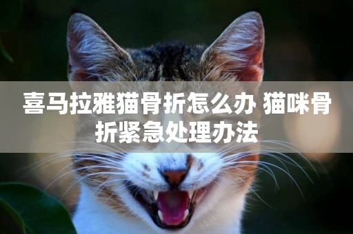 喜馬拉雅貓骨折怎么辦 貓咪骨折緊急處理辦法