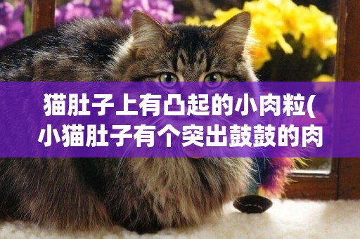 貓肚子上有凸起的小肉粒(小貓肚子有個突出鼓鼓的肉球)