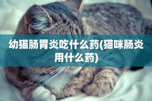 幼貓腸胃炎吃什么藥(貓咪腸炎用什么藥)