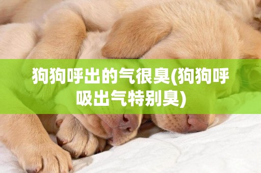 狗狗呼出的氣很臭(狗狗呼吸出氣特別臭)