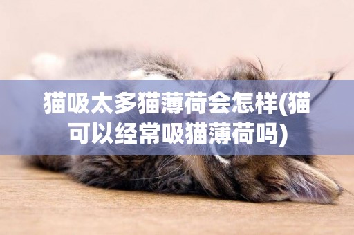 貓吸太多貓薄荷會怎樣(貓可以經常吸貓薄荷嗎)