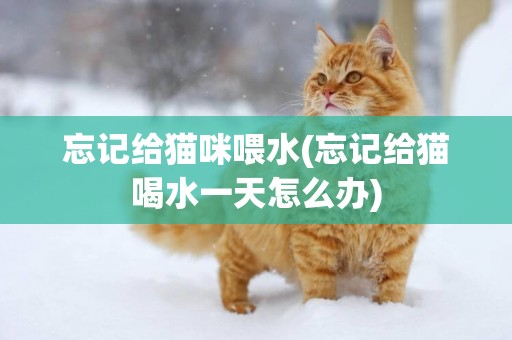 忘記給貓咪喂水(忘記給貓喝水一天怎么辦)