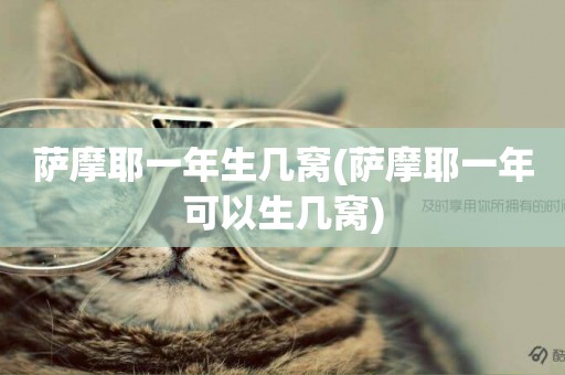 薩摩耶一年生幾窩(薩摩耶一年可以生幾窩)