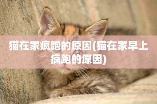 貓在家瘋跑的原因(貓在家早上瘋跑的原因)