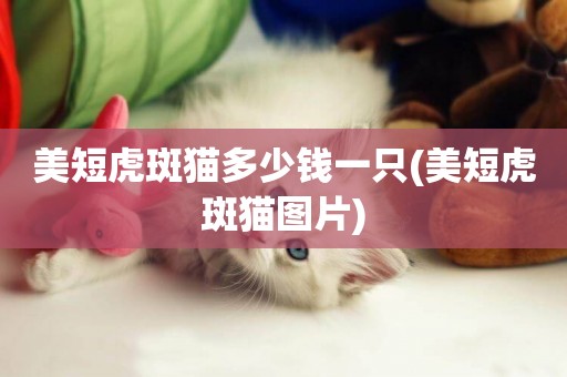 美短虎斑貓多少錢一只(美短虎斑貓圖片)