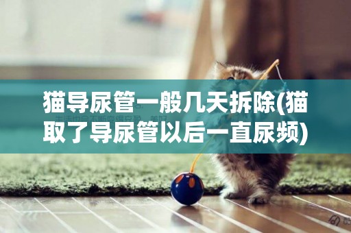 貓導尿管一般幾天拆除(貓取了導尿管以后一直尿頻)