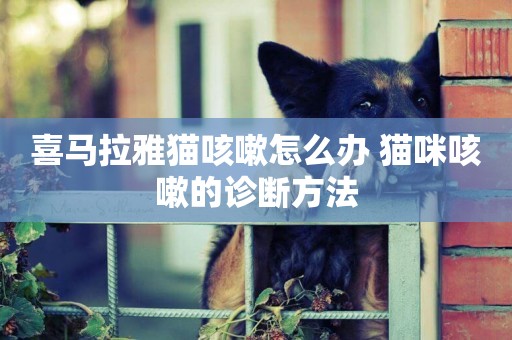 喜馬拉雅貓咳嗽怎么辦 貓咪咳嗽的診斷方法