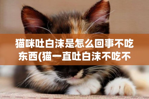 貓咪吐白沫是怎么回事不吃東西(貓一直吐白沫不吃不喝)