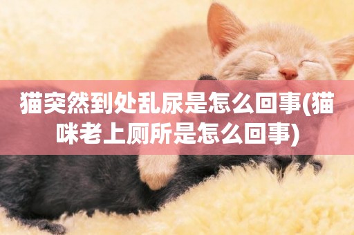 貓突然到處亂尿是怎么回事(貓咪老上廁所是怎么回事)